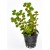 Rotala Rotundifolia, 1 vnt (užsakoma prekė)